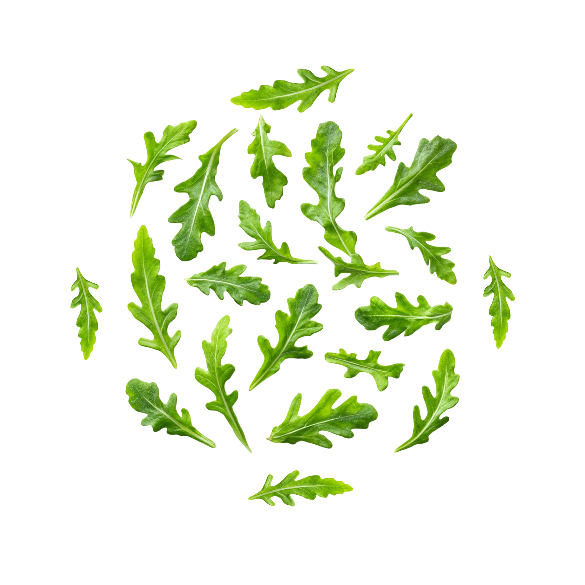 rucola