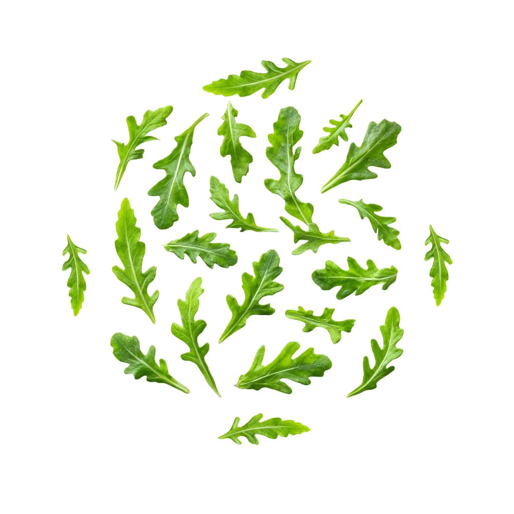 rucola